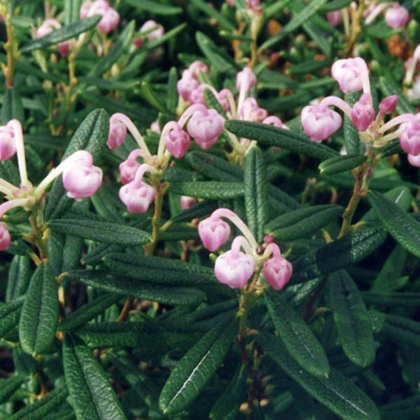 Andromeda polifolia Compacta (Foliage)