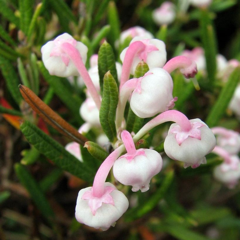 Andromeda polifolia Compacta (Flowering)