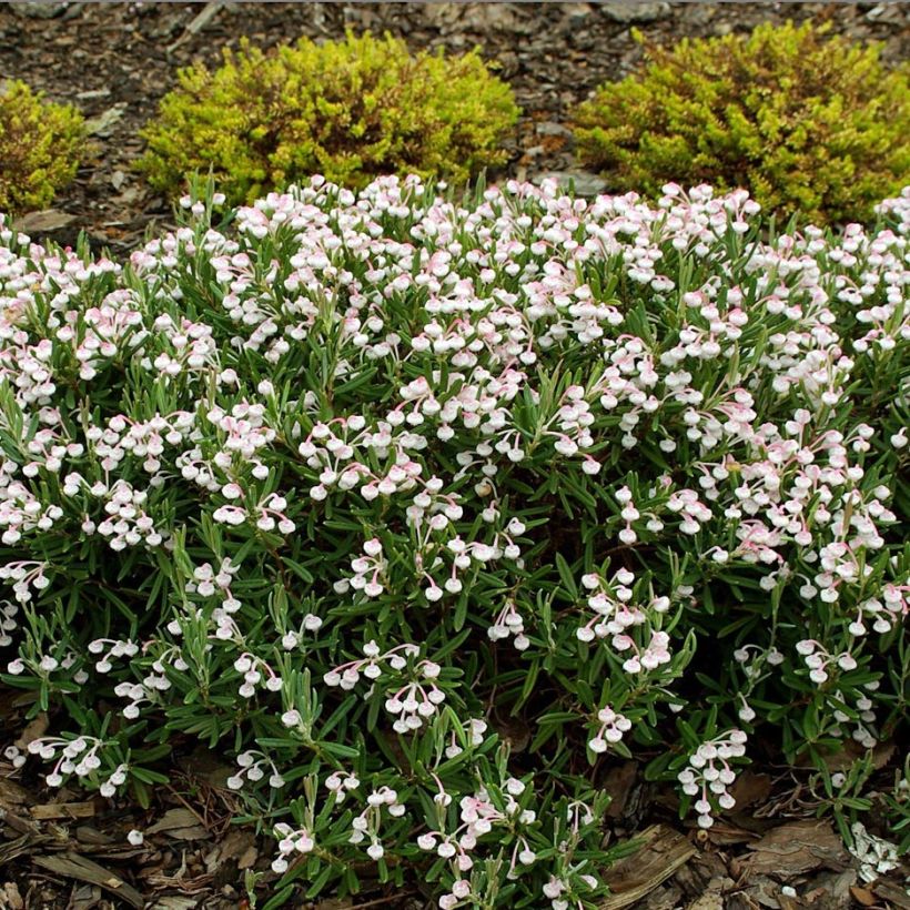 Andromeda polifolia Compacta (Plant habit)