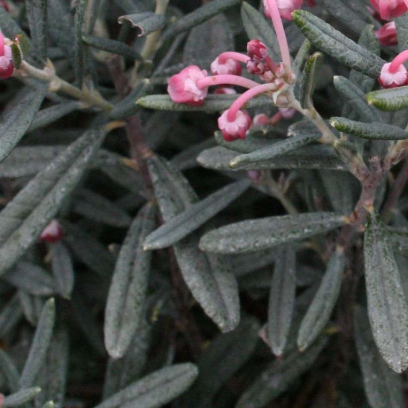 Andromeda polifolia Blue Lagoon (Foliage)