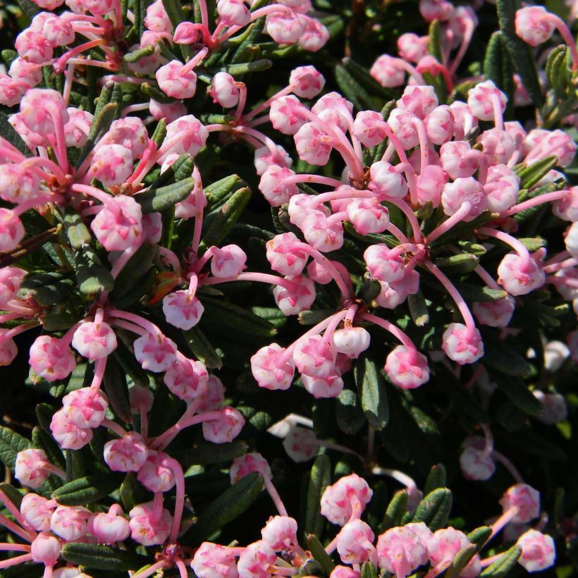 Andromeda polifolia Blue Lagoon (Flowering)