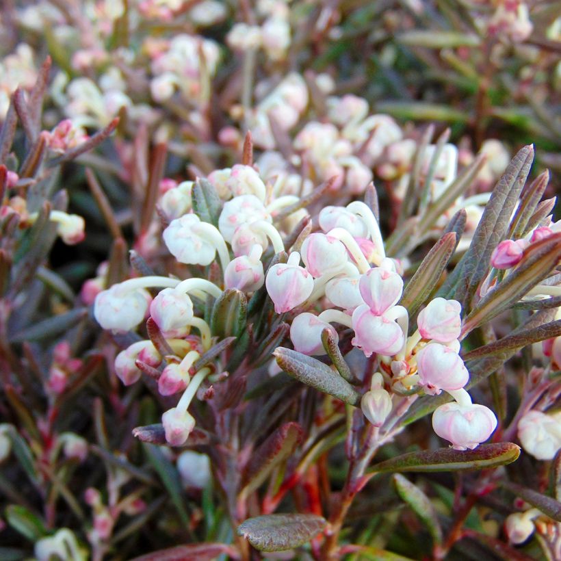 Andromeda polifolia Blue Ice (Flowering)