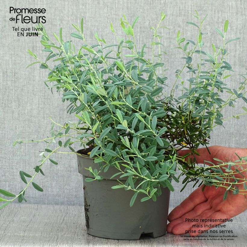 Andromeda polifolia Blue Ice 2L/3L pot sample as delivered in summer