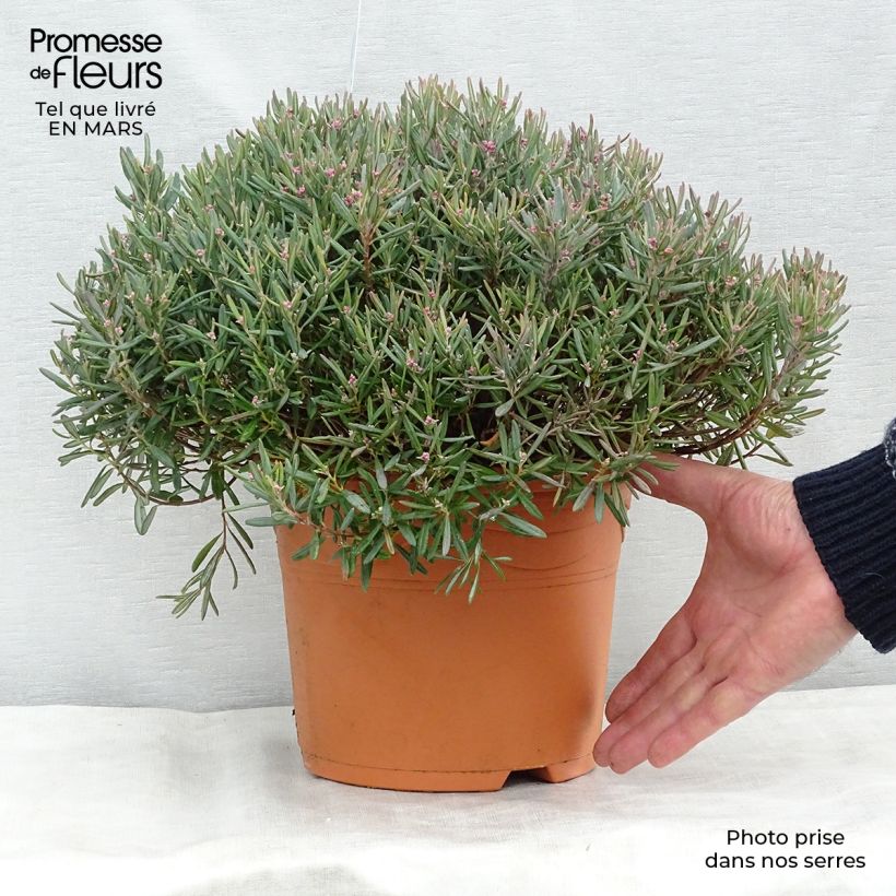 Andromeda polifolia Blue Ice 4L/5L pot sample as delivered in spring