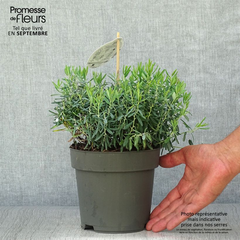 Andromeda polifolia Blue Ice 4L/5L pot sample as delivered in autumn