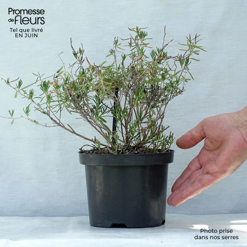 Andromeda polifolia Nikko 2L/3L pot sample as delivered in summer