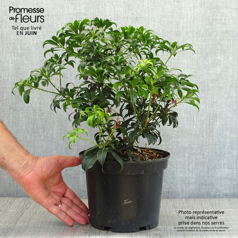 Pieris japonica Bonfire - Japanese Andromeda 3L/4L pot sample as delivered in summer