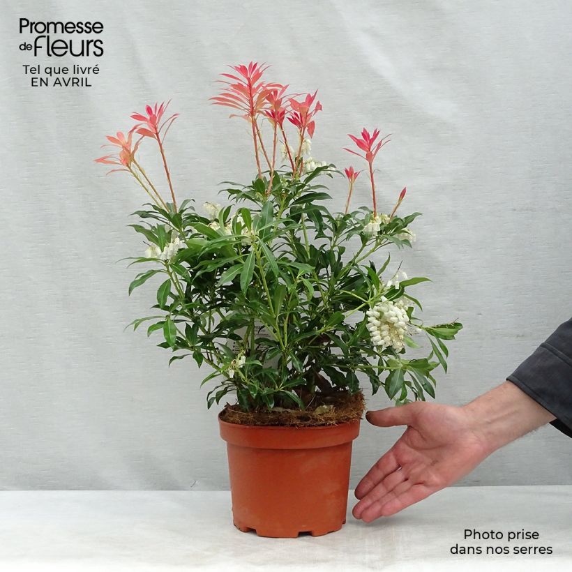 Japanese Andromeda - Pieris japonica Forest Flame sample as delivered in spring