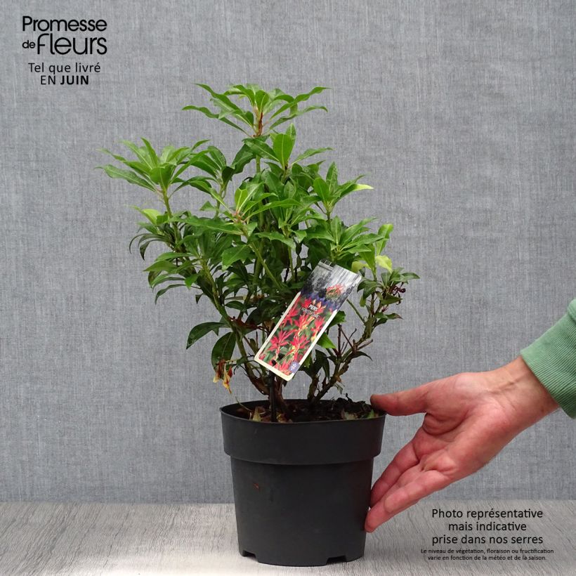 Japanese Andromeda - Pieris japonica Forest Flame 2L/3L pot sample as delivered in summer
