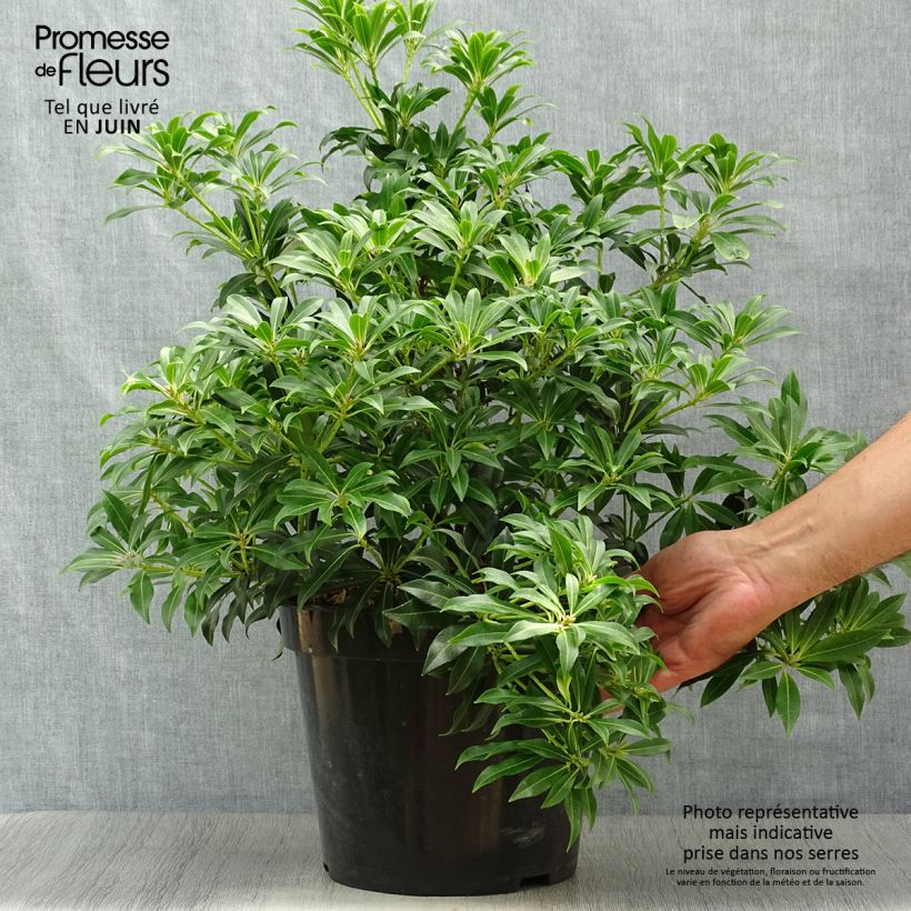 Japanese Andromeda - Pieris japonica Forest Flame 7.5L/10L pot sample as delivered in summer
