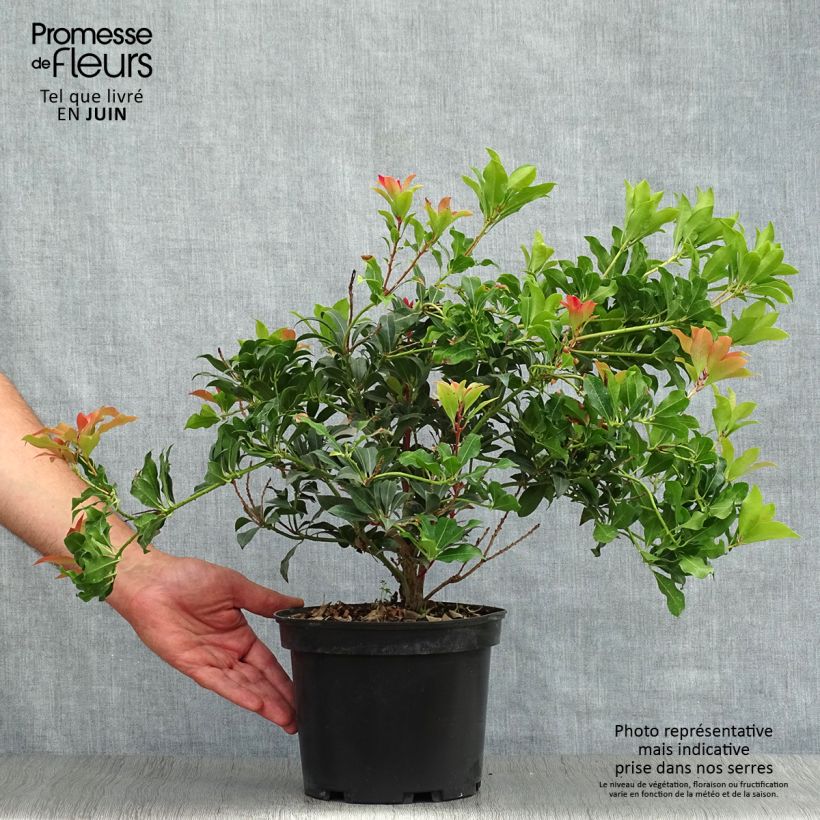 Pieris japonica Mountain Fire - Japanese Andromeda 4L/5L pot sample as delivered in summer