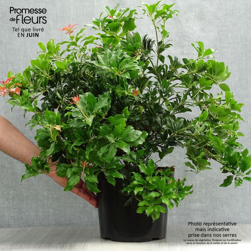 Pieris japonica Mountain Fire - Japanese Andromeda 7.5L/10L pot sample as delivered in summer