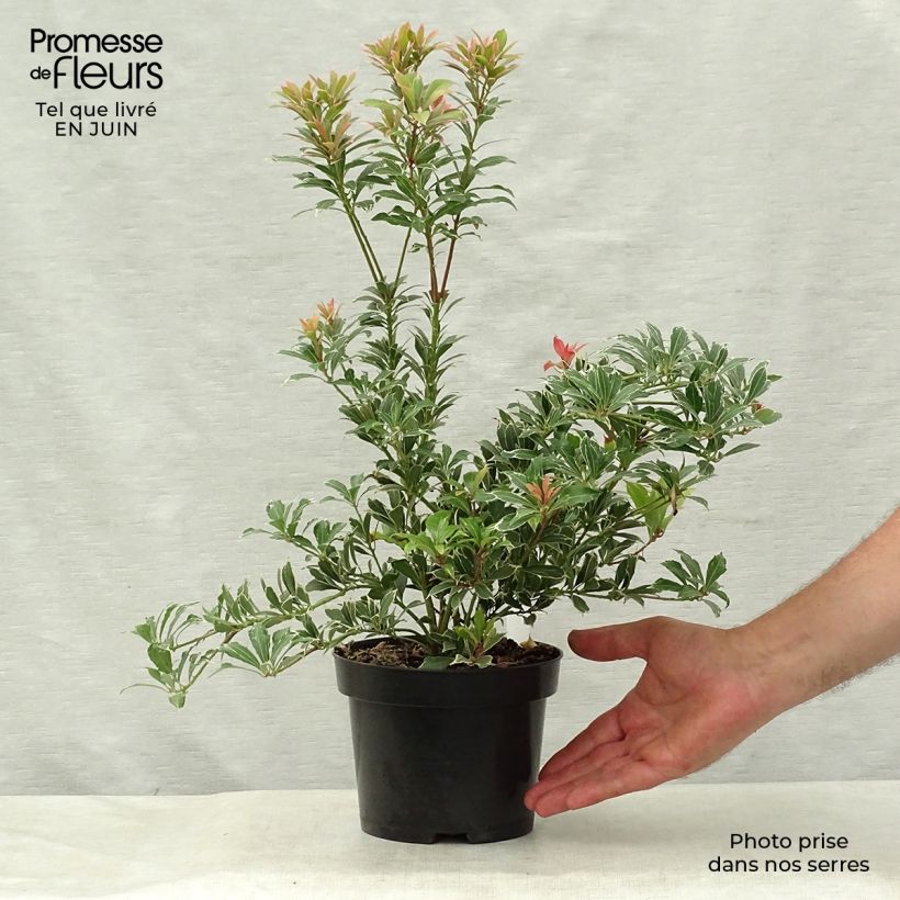 Pieris japonica Carnaval - Japanese Andromeda 2L/3L pot sample as delivered in summer