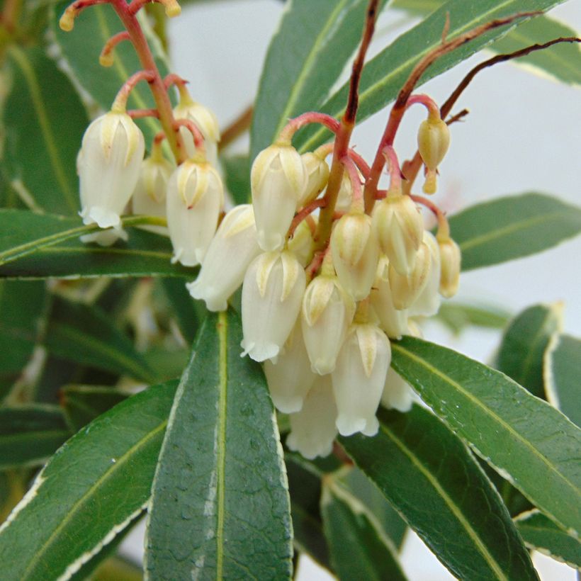 Pieris japonica Flaming Silver - Japanese Andromeda (Flowering)