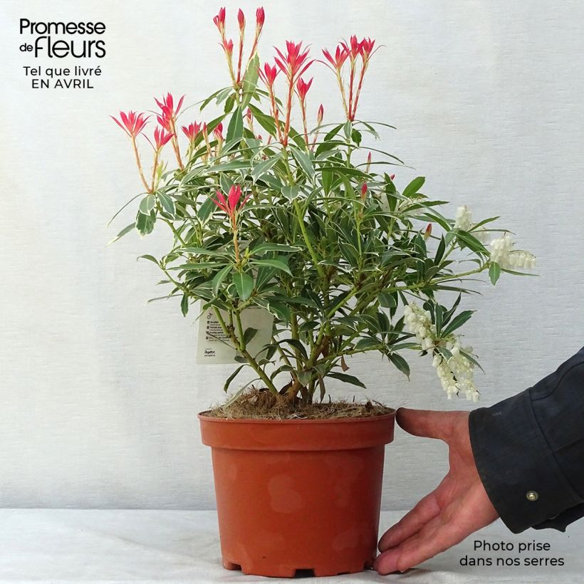 Pieris japonica Flaming Silver - Japanese Andromeda sample as delivered in spring