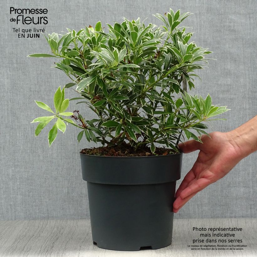 Pieris japonica Flaming Silver - Japanese Andromeda 4L/5L pot sample as delivered in summer