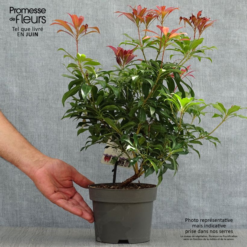 Pieris japonica Katsura - Japanese Andromeda 2L/3L pot sample as delivered in summer