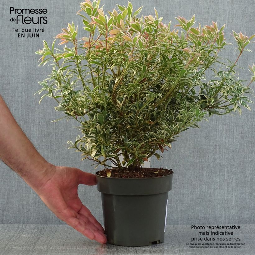 Pieris japonica Little Frosty - Japanese Andromeda 2L/3L pot sample as delivered in summer