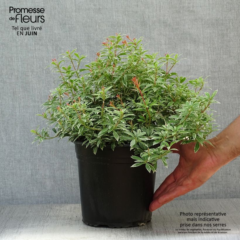 Pieris japonica Little Goldy - Japanese Andromeda 4L/5L pot sample as delivered in summer