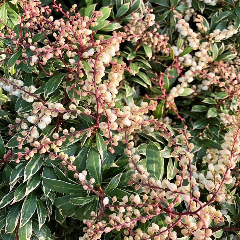 Pieris japonica Little Goldy - Japanese Andromeda (Flowering)