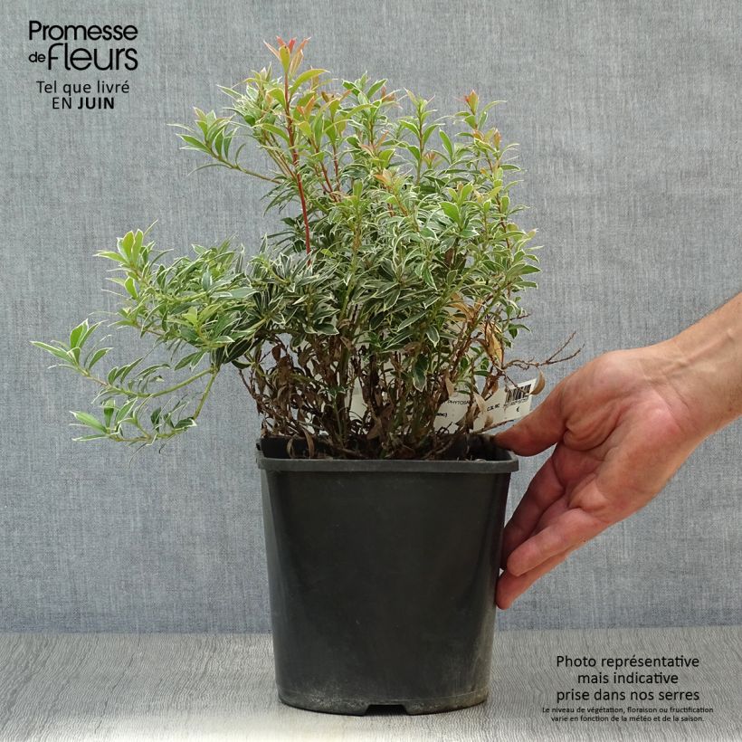 Pieris japonica Little Heath Variegata - Japanese Andromeda 2L/3L pot sample as delivered in summer
