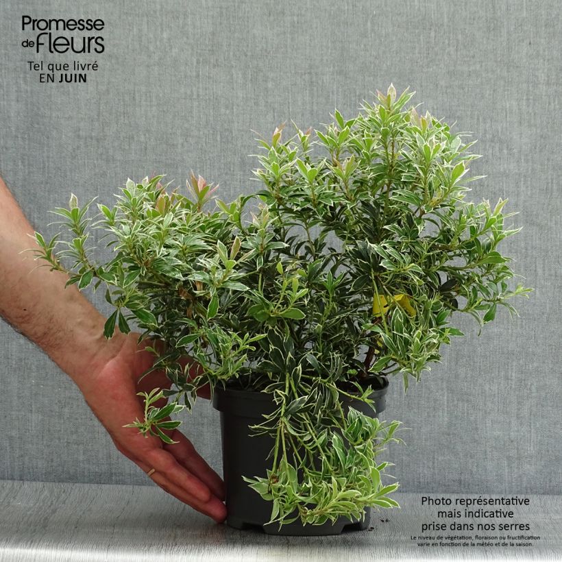 Pieris japonica Little Heath - Japanese Andromeda 2L/3L pot sample as delivered in summer