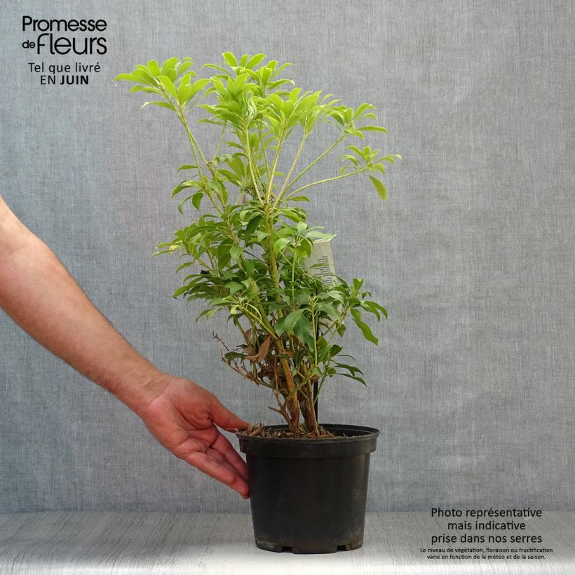 Pieris japonica Passion - Japanese Andromeda 2L/3L pot sample as delivered in summer