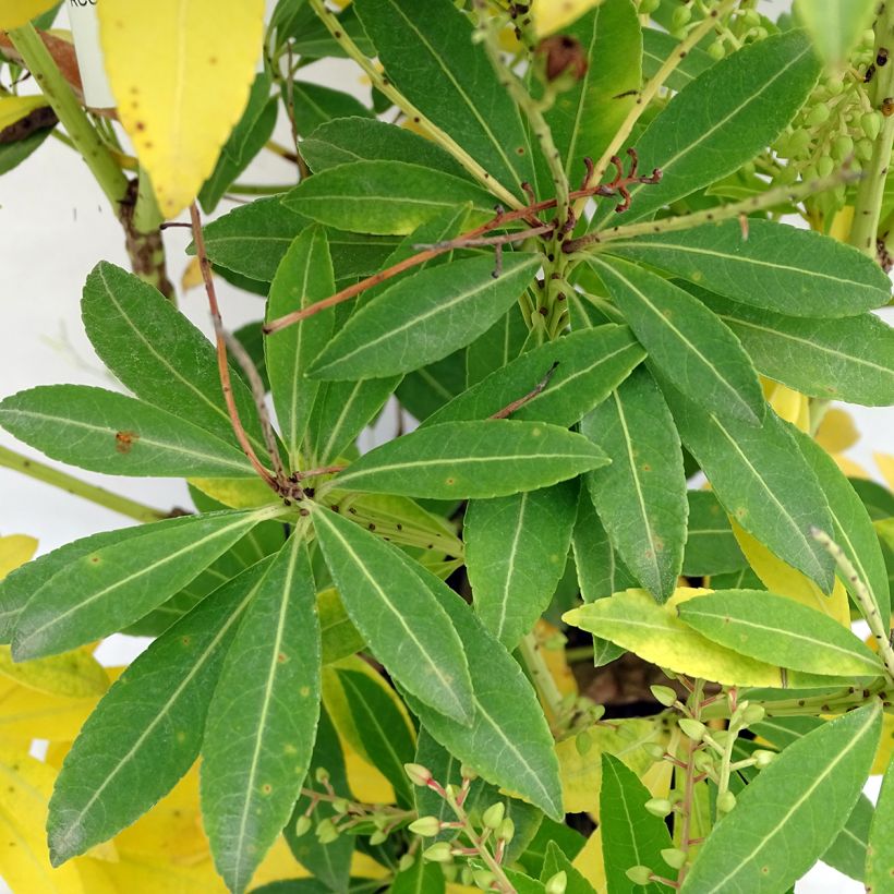 Pieris japonica Purity - Japanese Andromeda (Foliage)