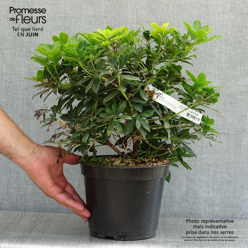 Pieris japonica Sarabande - Japanese Andromeda 3L/4L pot sample as delivered in summer