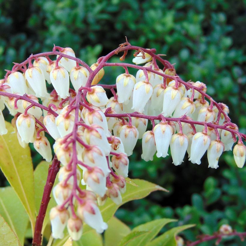 Pieris japonica Mountain Fire - Japanese Andromeda (Flowering)