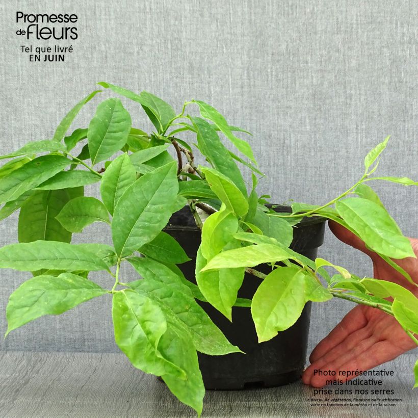 Oxydendrum arboreum 4L/5L pot sample as delivered in summer