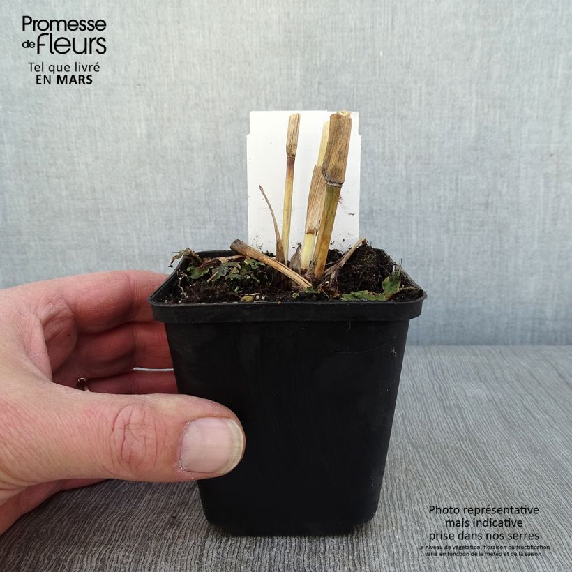 Andropogon gerardii Blackhawks 8/9 cm pot sample as delivered in winter