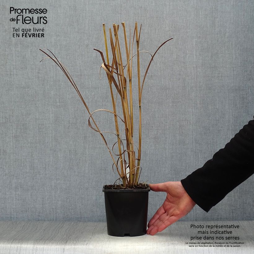 Andropogon gerardii Blackhawks 2L/3L pot sample as delivered in winter