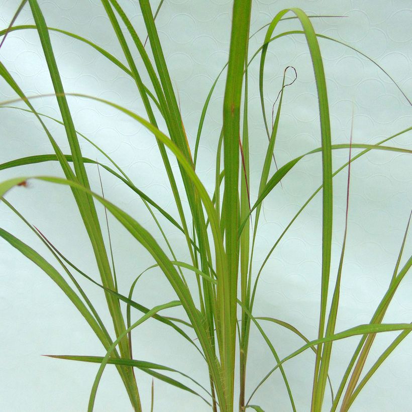 Andropogon gerardii Prairie Sommer (Foliage)