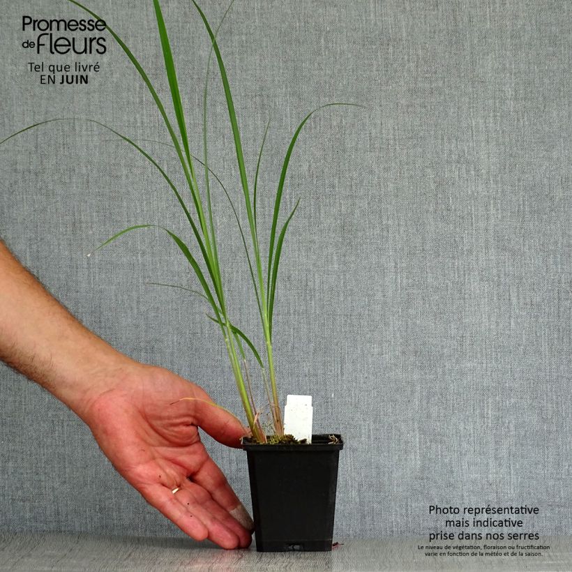 Andropogon gerardii Prairie Sommer 8/9 cm pot sample as delivered in summer