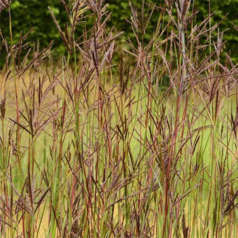 Andropogon hallii Purple Konza (Flowering)