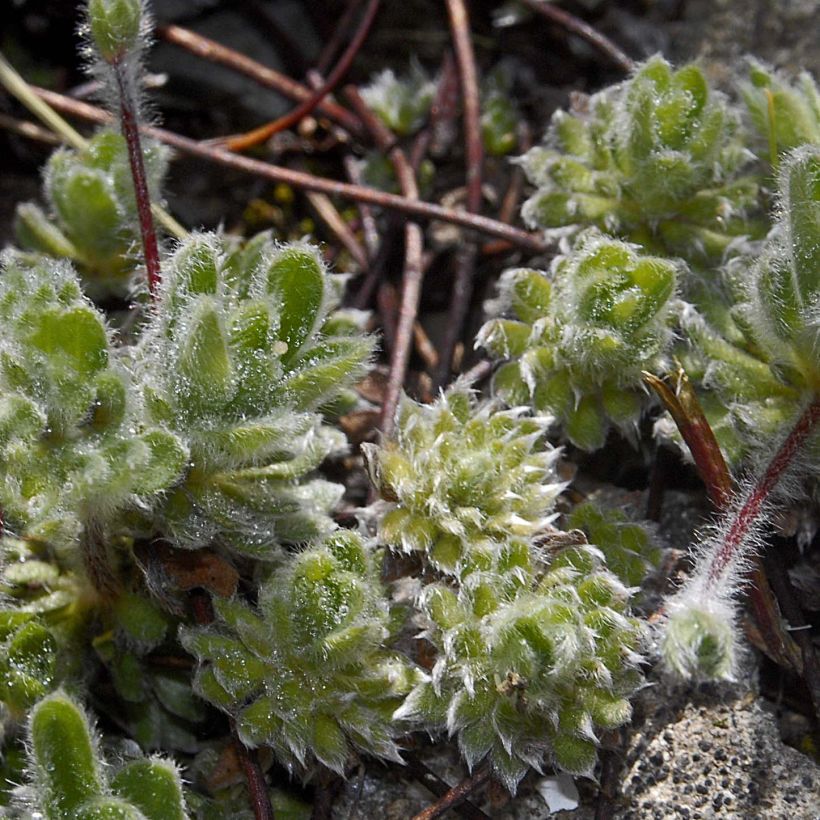 Androsace sarmentosa (Plant habit)