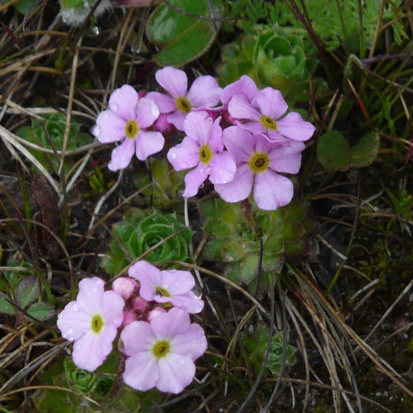 Androsace sempervivoides (Flowering)