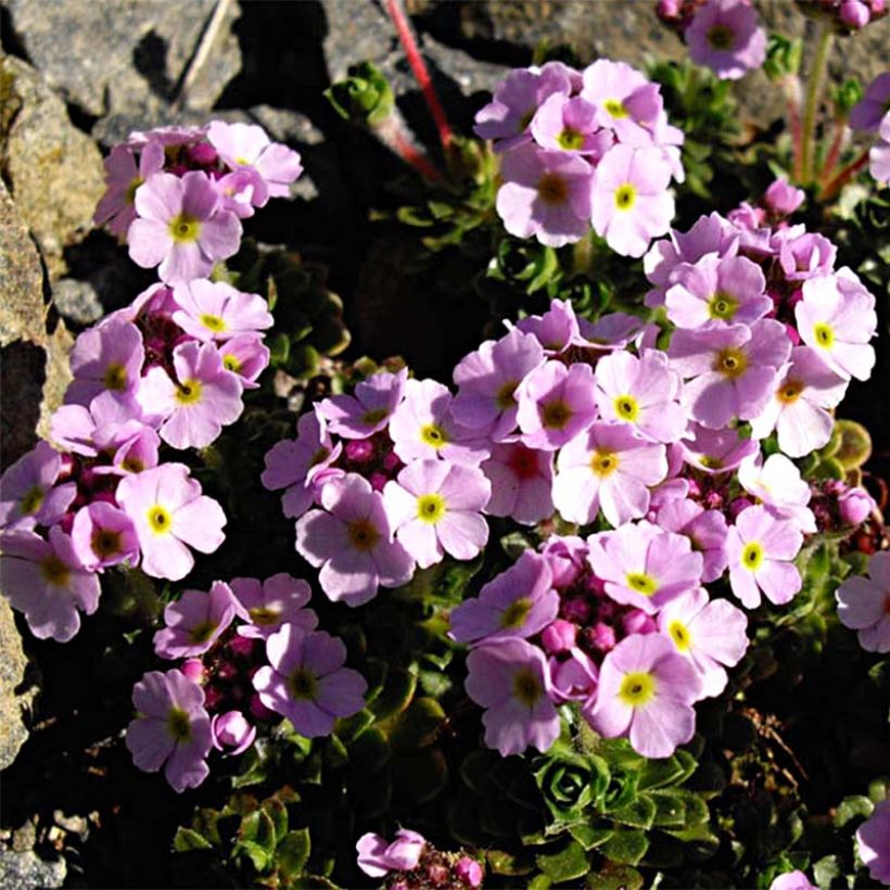 Androsace sempervivoides (Plant habit)