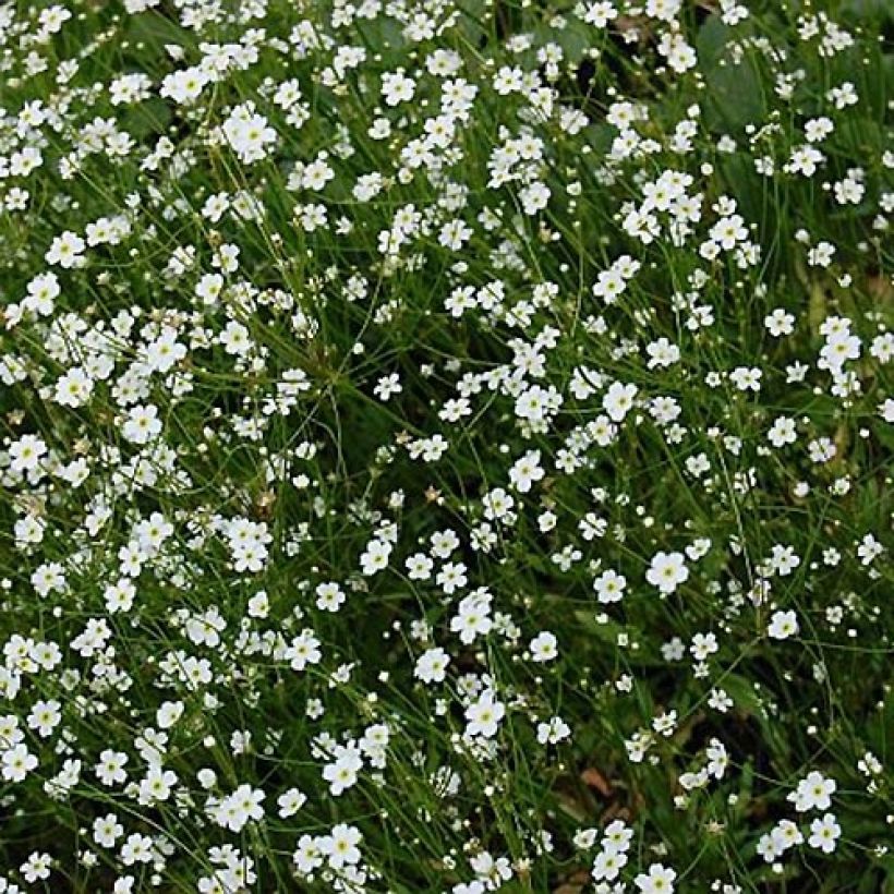 Androsace septentrionalis Star Dust (Flowering)