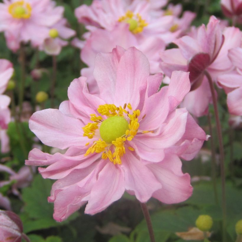 Anemone hupehensis var. japonica Fantasy Pocahontas (Flowering)