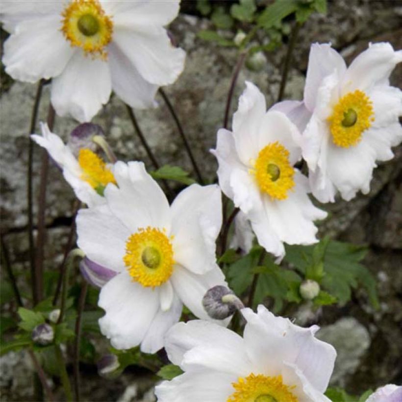 Anemone Ruffled Swan - Japanese Anemone (Flowering)