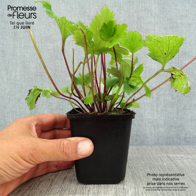 Anemone Ruffled Swan - Japanese Anemone 8/9 cm pot sample as delivered in summer