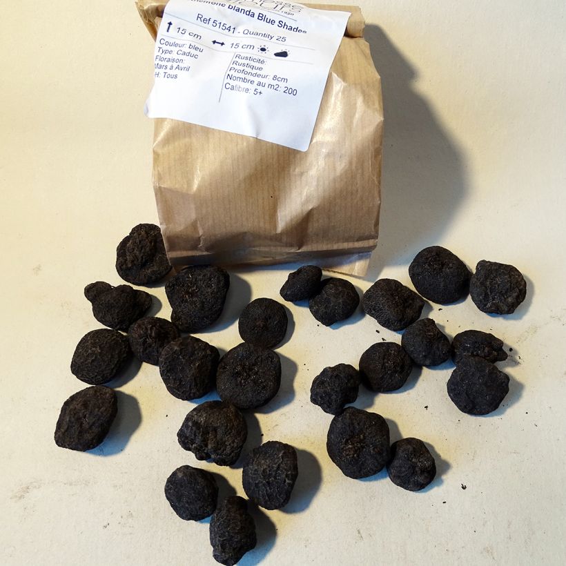 Example of Anemone blanda Blue Shades Bulb size 5+ specimen as delivered
