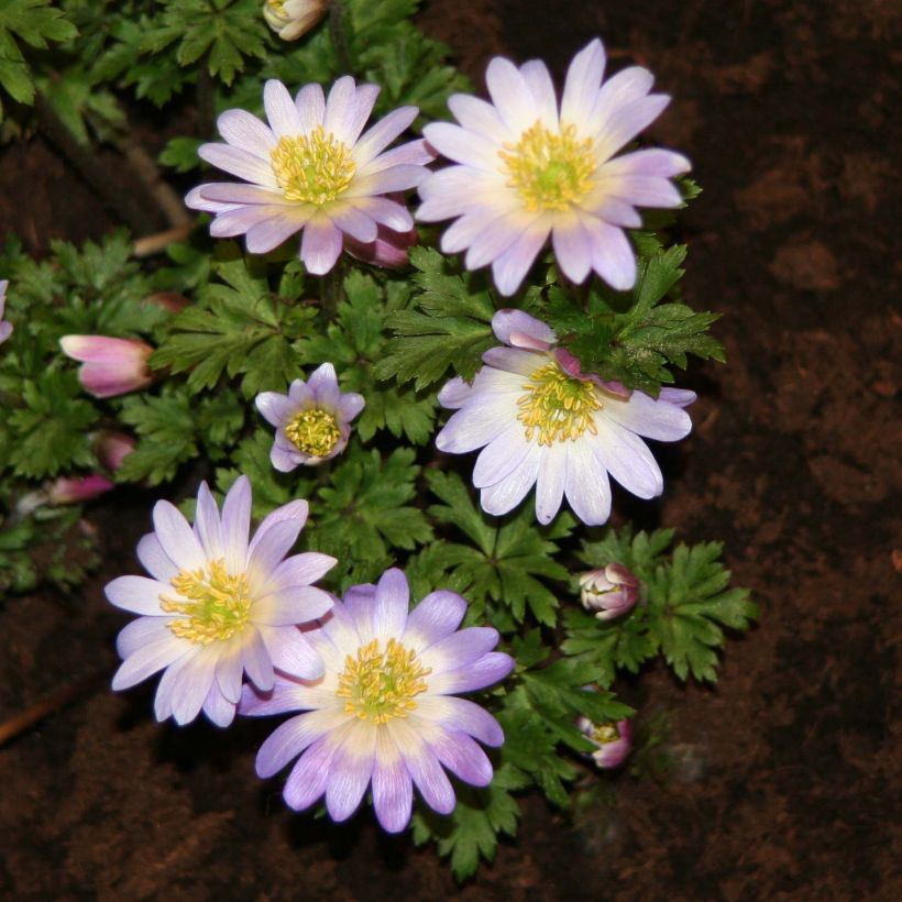 Anemone blanda Blue Splendour (Flowering)