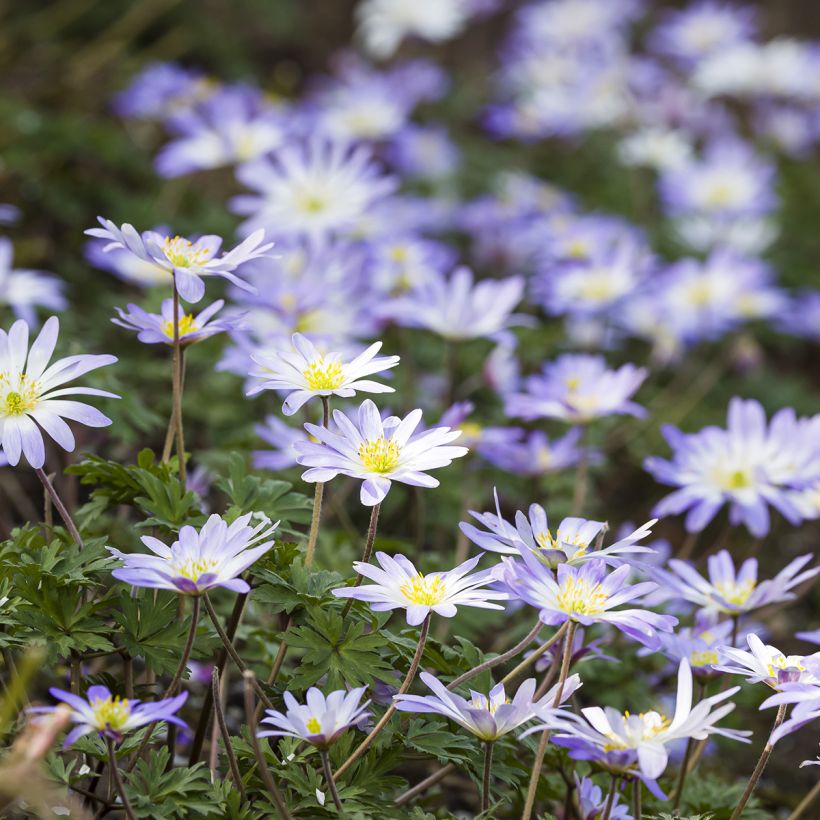 Anemone blanda Blue Splendour (Plant habit)