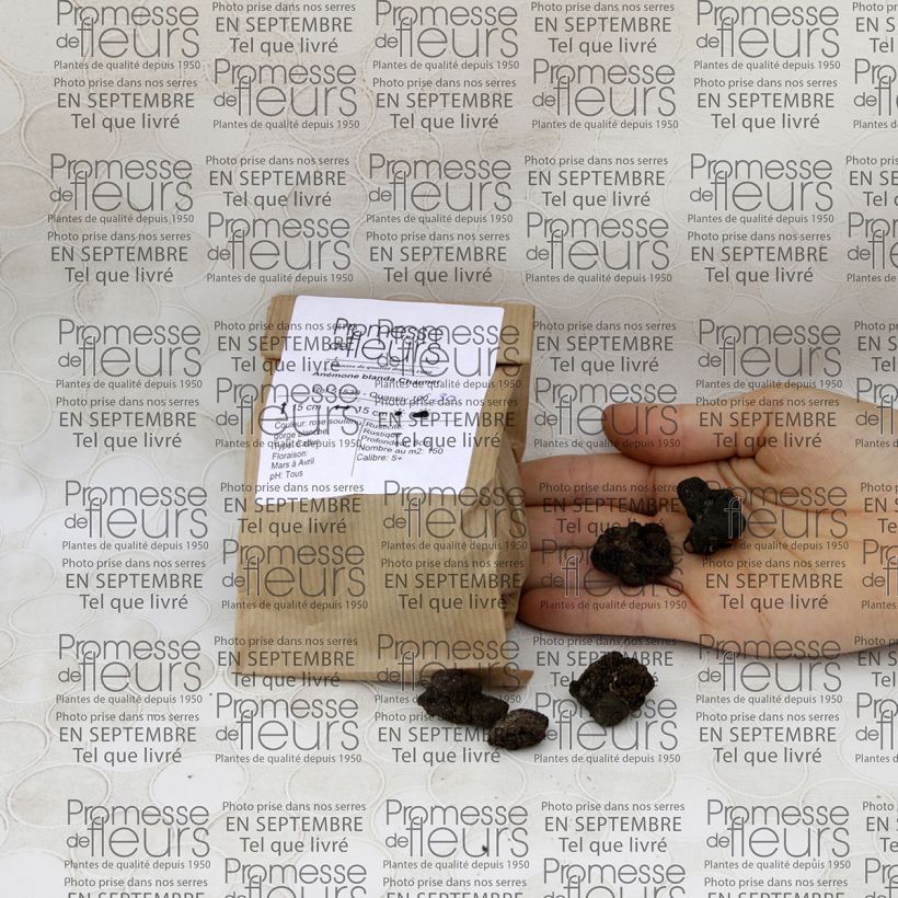 Example of Anemone blanda Charmer Bulb size 5+ specimen as delivered