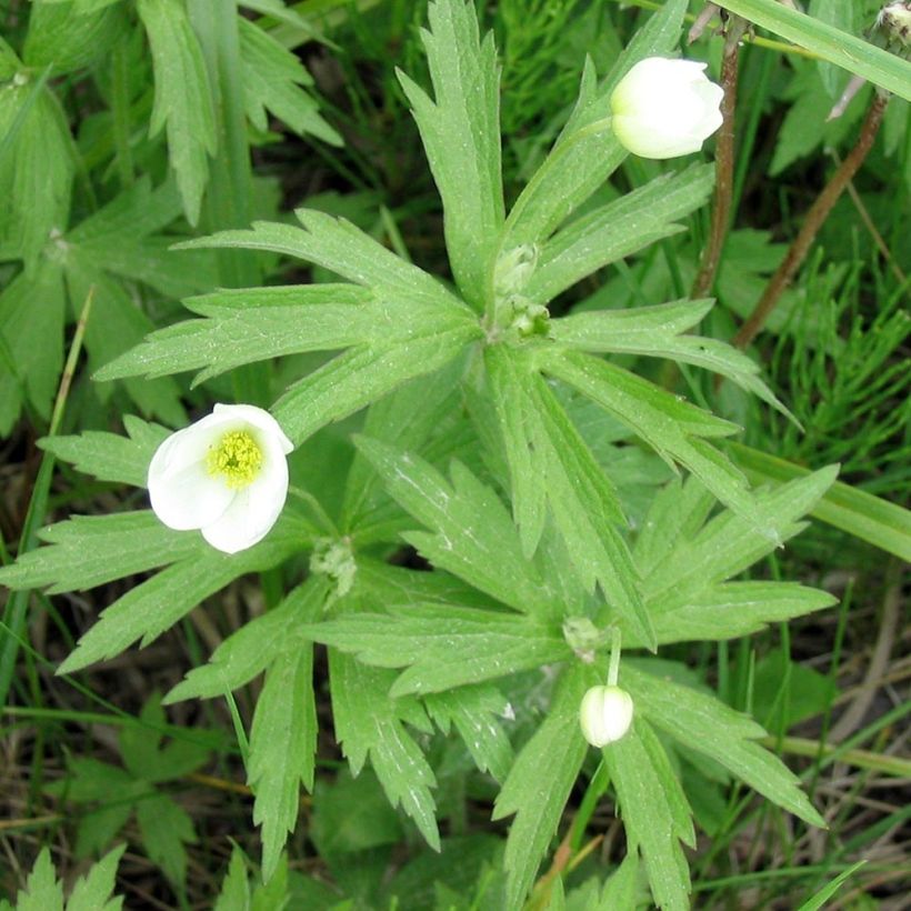 Anemone canadensis (Foliage)