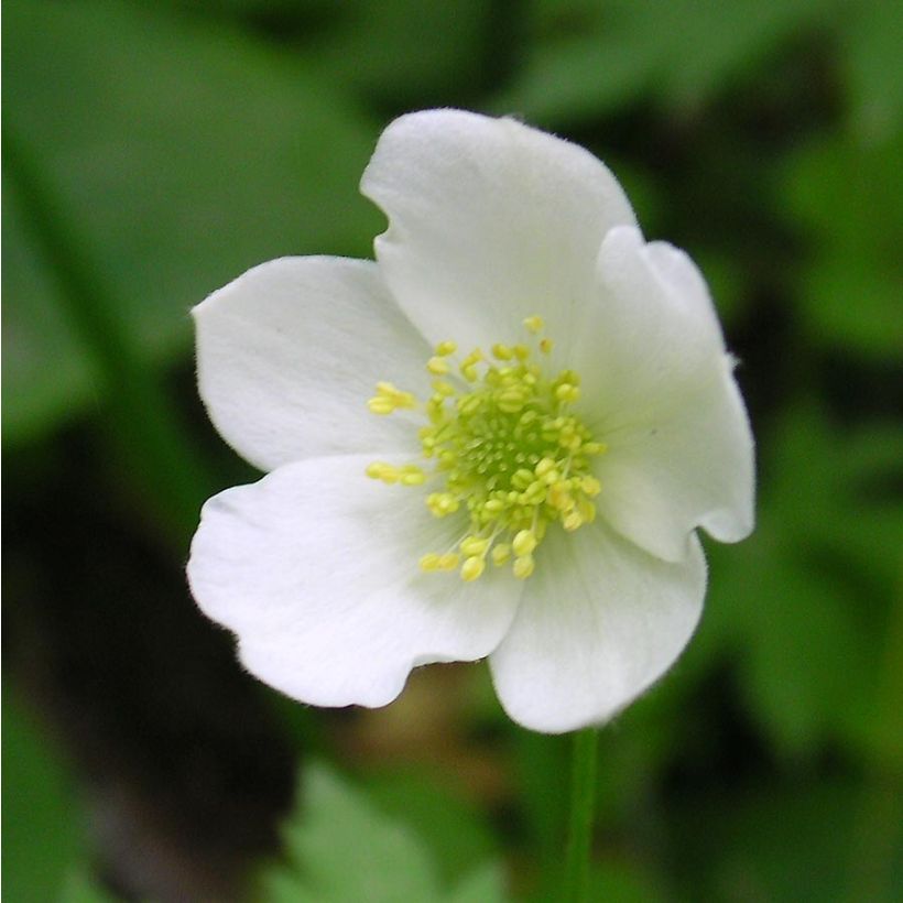 Anemone canadensis (Flowering)