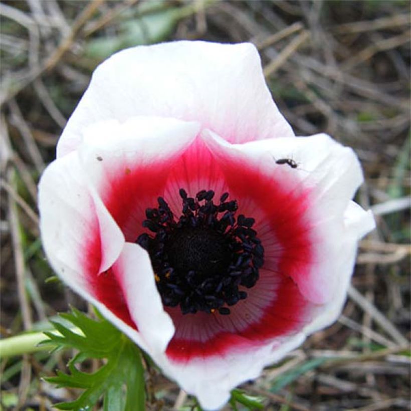 Anemone coronaria Bicolor (Flowering)